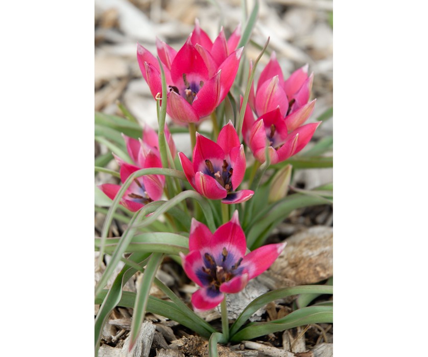 Little Beauty Wildflower Tulip